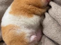 Teddy Bear Hamster