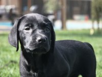 Üst Kalite Labrador Retriever Yavruları Muhteşem Formda