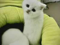 British shorthair yavrular