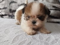 Shih Tzu Yavrular