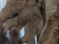 Kore red brown poodle A kalite bebek yüzlü 1 aylık oğlumuz