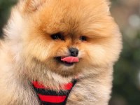Sağlıklı ırk garantili pomeranian boo