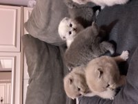 1 aylık scottish fold yavrular