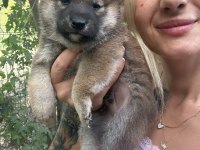 Shiba İnu Yavruları