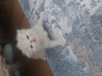 Safkan iran persian yavrular