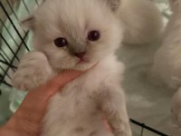PRENS VE PRENSESLER A KALİTE BRİTİSH