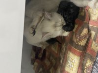 1 yaşında annelik tecrübesi var gümüş poind kedim