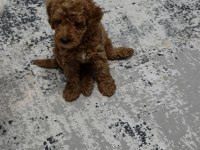 3 Aylık Toy Poodle
