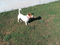 2 yaşında köpeğimiz maylo