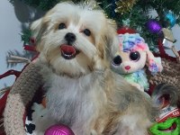 Türkiyede Tek Korean Morkie Yavrularımız