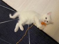 1.5 Aylık Beyaz British Shorthair