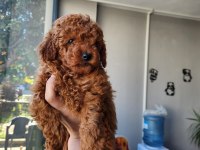 Safkan 0 numara toy poodle