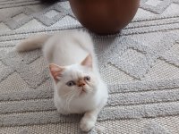 Show kalite ırk garantili exotic shorthair bebeğimiz