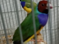 Sahibinden goldian finch