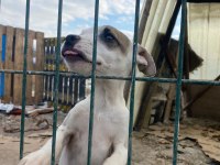 Jack russell melezleri için acil yuva sıcak yuvaları olsun