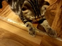 Safkan scottish fold yavrumuzu sahiplendiriyoruz