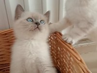 Mavi gözlü blue point british shorthair yavrular