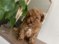 KORE KAN ORJİNAL ERKEK TOY POODLE