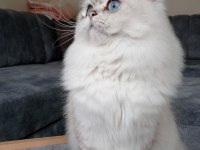 KEDİMİZ ÖMÜRLÜK YUVA ARIYORLAR