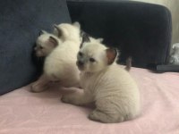 ORJİNAL SAFKAN ŞECERELİ SİYAM KEDİSİ YAVRULARI