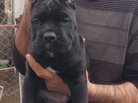Show kalitede Perfect erkek Cane Corso yavruları