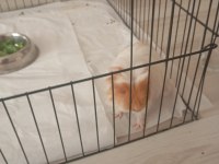 Ginepig sahiplendirmek istiyoruz