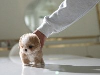 Yarışma Düzeyi Kore Micro Boy Maltipoo Cindy