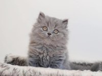 British Longhair Yavruları