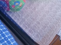 Toy poodle 6 aylık köpeğimiz