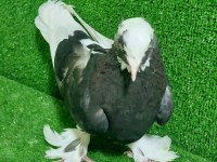 ALA ERKEK GÜVERCİN 81 İLE GÖNDERİLİR