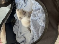 Blue point erkek british shorthair bebeğim