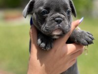 Mini boy erkek bulldog