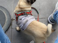5 aylık dişi pug