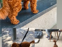 Toy Poodle Erkek Köpeğimiz