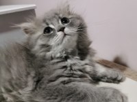 Dünya tatlısı scottish fold yavrular sahiplerini bekliyor