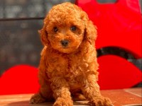 Toy Poodle Yavrular