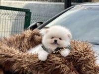 Üst kalite ayı surat Pomeranian boo yavrular