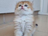 Secereli Anne Babanın British Longhair Oğlu