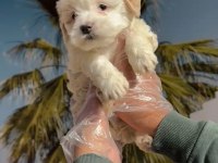 F1 Maltipoo minyatür