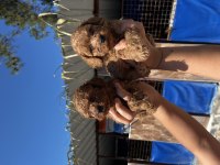 Toy Poodle Yavrularım