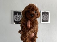 Toy Poodle Yavrular Orijinal Ev Doğumlu