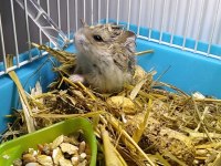Yavru Gonzales hamster