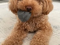 2 Yaşında Eğitimli Toy Poodle