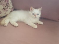 Süt Oğlan İran Kedisi