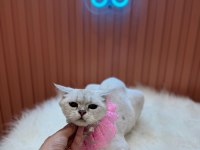 Blue Point Silver cins kedi