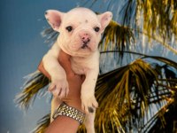 FRANSIZ BULLDOG KÖPEKLER HAZIRDIR