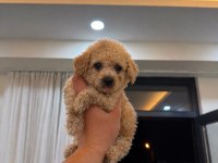 Toypoodle Kilo Garantili 
