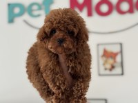 Petmode köpek çiftliğinde ziyarete açık tea cup poodle