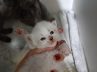 4 adet bebiş dişi ve erkek karışık kediler