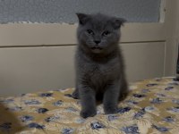 Gri Erkek Yavru Scottish Fold